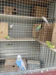 Birds and budgies for sale