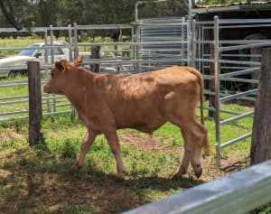 Beef Steers available