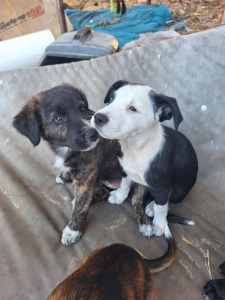 Looking for a home Border Collie X puppies 