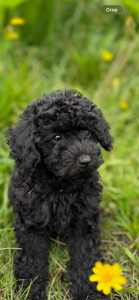 Adorable Toy Poodle Puppies For Sale!!