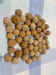 Aboriginal quandong seeds x 54. $5 the lot