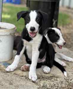 💙BORDER COLLIE PUPPIES FOR SALE 💙