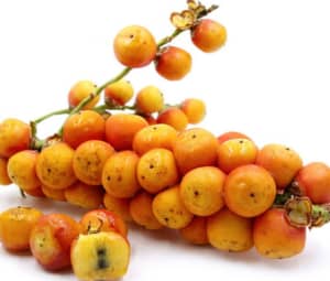 Fruit Tasting CITRUS WINE Palm Berrys & plants