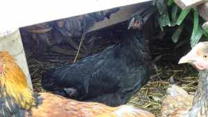 Chickens for sale: 2x black hens. $20 for the pair!
