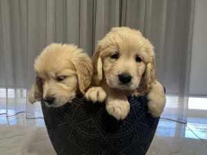 Purebred golden retriever puppies for sale 1 Female left 