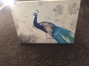 Canvas Print of Peacock