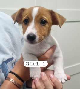 Jack Russell female puppies x 2