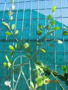 Rare Xerosicyos Danguyi - Silver Dollar Vine - Succulent Plant
