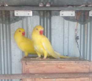 (ALL ON HOLD) YELLOW INDIAN RINGNECK PARROTS
