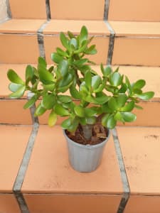 Jade Plant crassula Ovata 