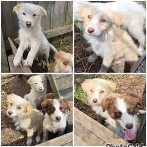 Border Collie Puppies - ONLY 1 LEFT Ready for their new homes