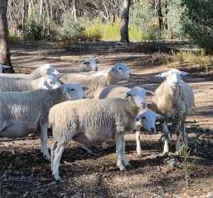 10 Awesome Aussie White Wethers