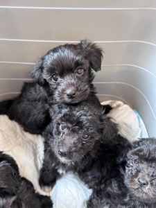 Lhaso Apso x Mini Toy Poodle - Cute adorable balls of fluff & love