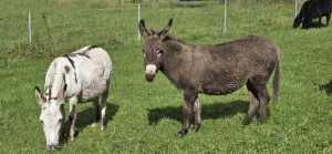 2 Miniature Donkeys
