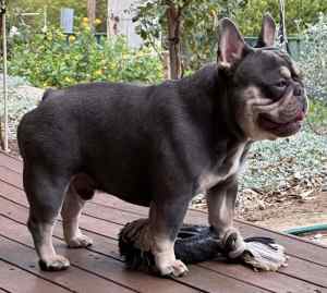 French Bulldog Puppies 2 Litters Papperd 