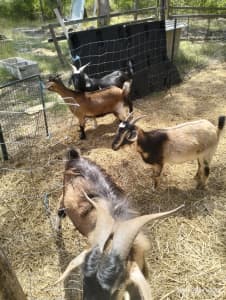 Miniature goats for sale