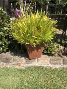 Aechmea Gamosepala or matchstick plant