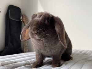 Plush mini lop rabbit- baby boy