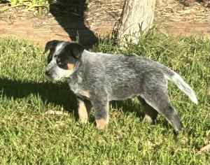 Blue and Red Heeler Male Puppies 