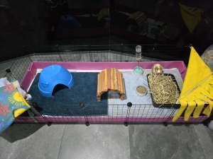 Guinea pigs, c&c cage, hides, bowls, water bottle, etc