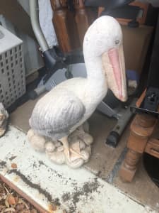 Large pelican