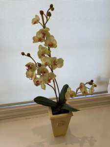 Beautiful Silk Orchid