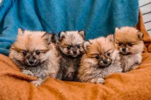 Pure pomeranian pedigree puppies