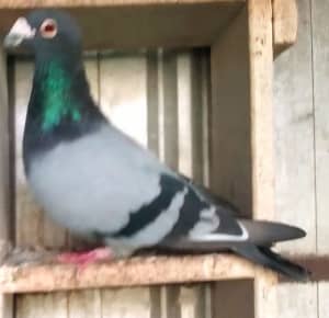 Racing pigeons from $20 to 100 each variety of colours