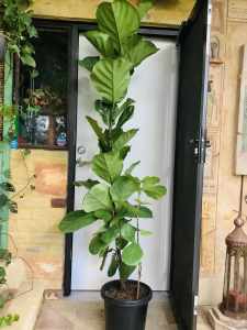 Large multi stemmed fiddle leaf 🍃 fig