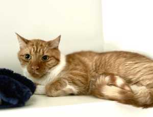 Sweet Ginger Cat 3 yrs needs a home