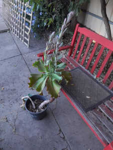 Potted Echeveria (Flowering) Ruffles Plant
