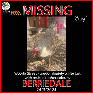 *MISSING Chicken BERRIEDALE / GLENORCHY CC Area*