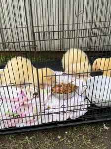3 ferrets for sale