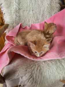 Ginger fluffy kittens 