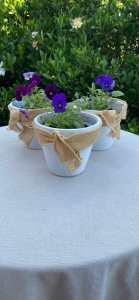 Pretty Violas in White Terracotta Pots x3 .