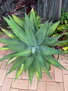Foxtail Agave - approx 80cm x 80cm