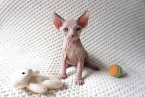 Male Sphynx Kittens - pedigree papered - desexed or entire
