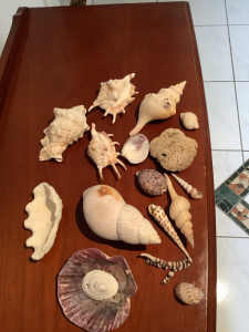 Assorted shells and corals