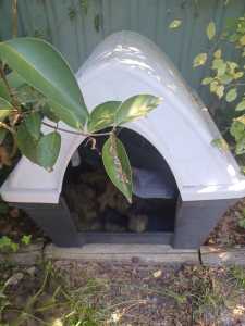 Medium waterproof dog kennel 