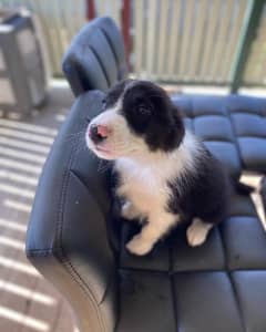 Border collie purebred puppies ❤️1 little boy looking for his new home