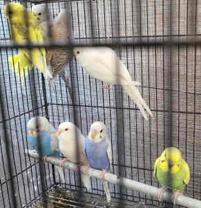 budgies for sale melbourne
