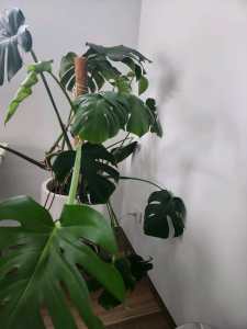 Monstera large indoor, pot included
