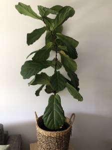 Fiddle Leaf Fig x 1.5m