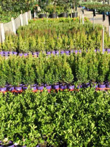 1000s of excellent HEDGING and SCREENING PLANTS OTHER PLANTS
