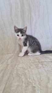 Griffin rescue kitten NK6393 vetwork included!