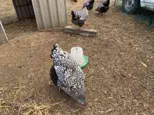 For Sale - Pure Breed Silverlaced Wyandotte Pullets (POL)