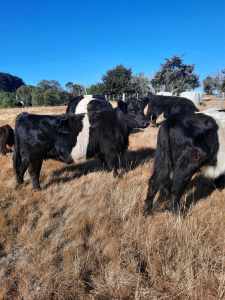 Miniature Belted Galloway cows