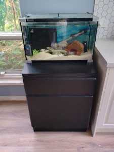 4 year old African Electric Yellow Cichlid - Tank/Cabinet - Access.