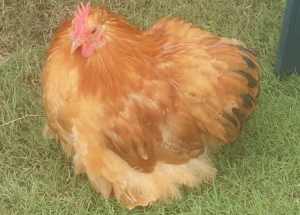 3 month old Pekin Rooster
