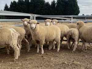 For Sale 10 x Cross Breed Lambs